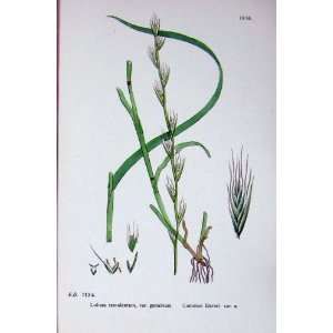 Botany Plants C1902 Common Darnel Lolium Genuinum