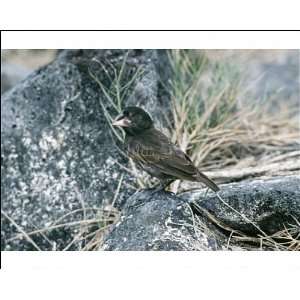  Darwin s / Galapagos FINCH   Medium Ground Finch   male 