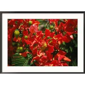  Poinciana Tree Blossoms, Bermuda Collections Framed 