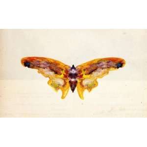  Oil Painting Butterfly Albert Bierstadt Hand Painted Art 