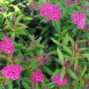  3 Anthony Waterer Spirea 12 inch Bareroot branched Bush 