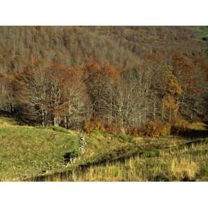 Landscape of Woods in the Autumn, Near Salers, Cantal, in the Auvergne 