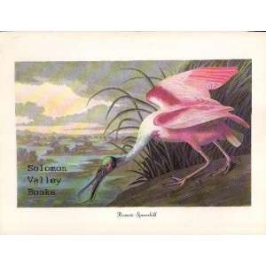 Roseate Spoonbill (8 1/2 by 11 1/2 Color Print)