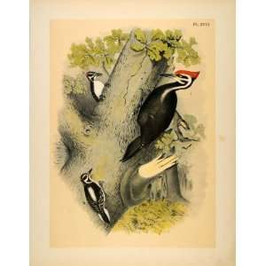   Pileated Woodpecker Hairy   Original Chromolithograph