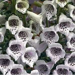  Camelot Lavender Foxglove Seed Pack Patio, Lawn & Garden