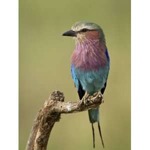  Lilac Breasted Roller (Coracias Caudata), Serengeti 