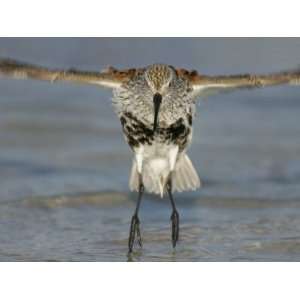  Dunlin in Breeding Plumage Jumping from Water after 