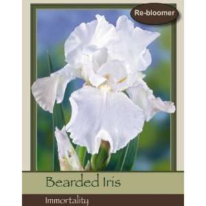  Bearded Iris Immortality Patio, Lawn & Garden