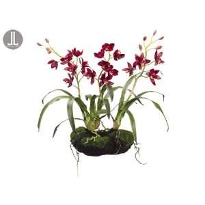  22 Cymbidium Orchid Plant W/Moss Burgundy (Pack of 2 
