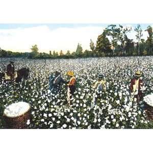  Workers in Cotton Field   Paper Poster (18.75 x 28.5 
