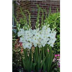  Gladiola Alaska 12 14 cm. 100 pack Patio, Lawn & Garden