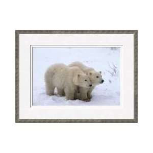  Two Polar Bear Cubs Huddling Together Framed Giclee Print 