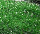 irish moss seeds  