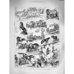   1883 WILD HORSES ROYAL AQUARIUM WESTMINSTER LONDON