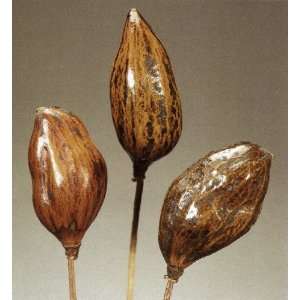  Boabab Pods on Stems 17, Package of 5   Polished Mahogany 