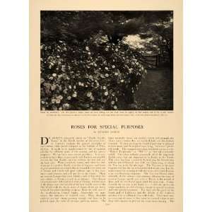  1905 Article Roses Gardening Landscape Architecture 
