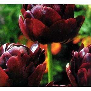  Black Hero Double Peony Tulip 10 Bulbs Patio, Lawn 