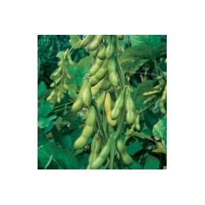  SeedsDirects Butterbeans Bean Seeds 20 Pack   Glycine Max 