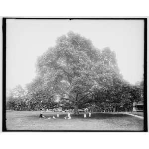  Under the great oak,Manhansett i.e. Manhasset,Shelter 