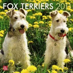  Fox Terriers 2011 Wall Calendar 12 X 12