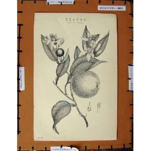    Antique Print C1800 1870 Seville Orange Fruit Plant