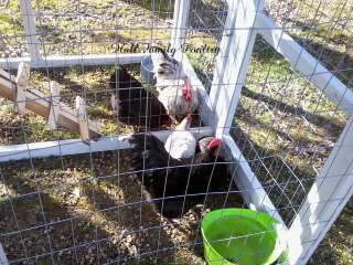 Backyard Coop Plans  for turkey, chicken, duck, hatching eggs 