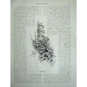  1886 Australia Alpine Mailman Aster Asterotrichus Plant 
