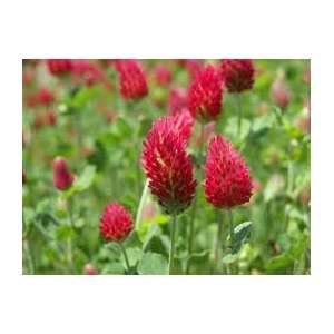  Crimson Clover Seed, 30g package Patio, Lawn & Garden