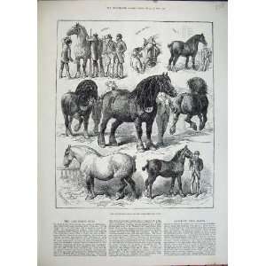   1882 Cart Horse Show Agricultural Hall Vet Animals Art