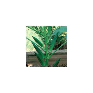  Okra Lee Seeds Patio, Lawn & Garden