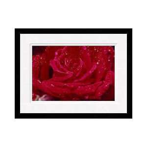 Red Rose Windsor England Framed Giclee Print