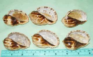 65  75 mm 6 Pcs Doris Harp Seashell Sea shell  