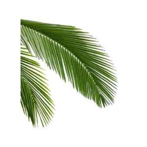  Leaves of Palm Tree Isolated on White Background   Peel 