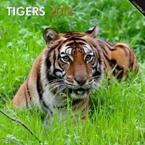  Tigers 2012 Wall Calendar 12 X 12