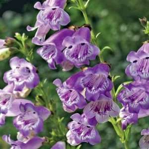  Prairie Dusk Bearded Tongue Perennial   Penstemon Patio 