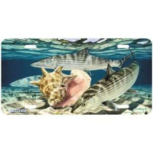 5019 Bones and Conch License Plate Car Auto Novelty Front Tag by Don 