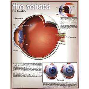  Eye Disorders   Poster (17x22)