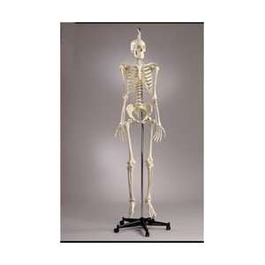 Premier Academic Skeleton Model, Female Pelvis, Hanging Mount  