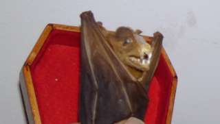 TAXIDERMY VAMPIRE BAT IN COFFIN/GOTHIC/WEIRD/STRANGE REAL BAT  