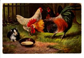 Rooster Chicken Hen Cat Kitten Farm Postcard  