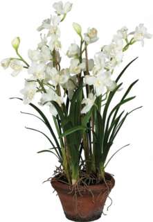 This beautiful large size white orchid is a perfect alternative for 