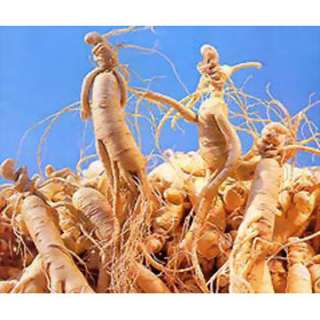 Wild and cultivated ginseng produce an annual crop in the United 