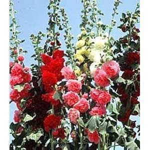 Fordhook Giant Hollyhock Mix 15 seeds  