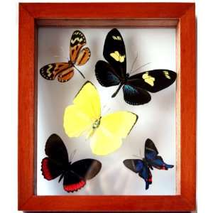  Real Butterfly Art with 5 Framed Butterflies in Classic 