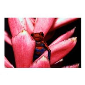  Close up of a Strawberry Poison Dart frog Poster (24.00 x 