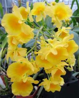   native to thailand with clusters of yellow orange flowers you will