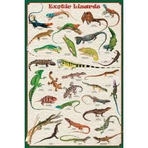 Feenixx   Exotic Lizards Poster   Laminated 