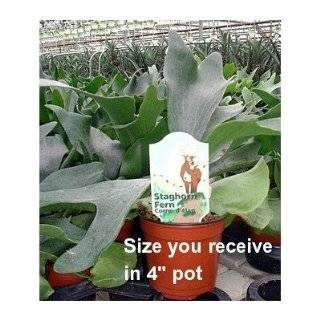  Large Staghorn Fern Mounted   EXOTIC   Great Houseplant 