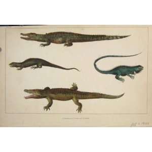  Reptile Aligator Crocodile Reptiles Hand Colour Print 