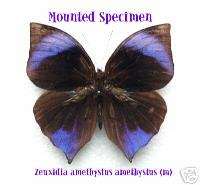 BUTTERFLY/UNMOUNTED/ Zeuxidia amethystus amethystus (m)  